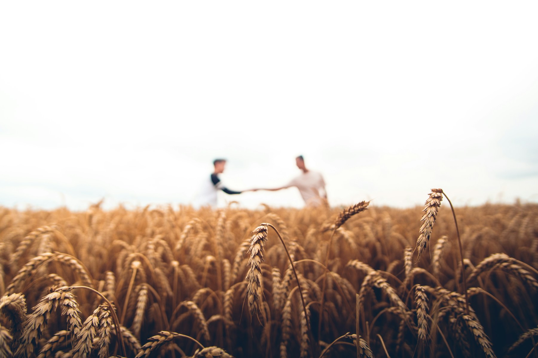 Agricultural field — demonstration image